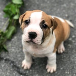 Meet your Posher, Dani